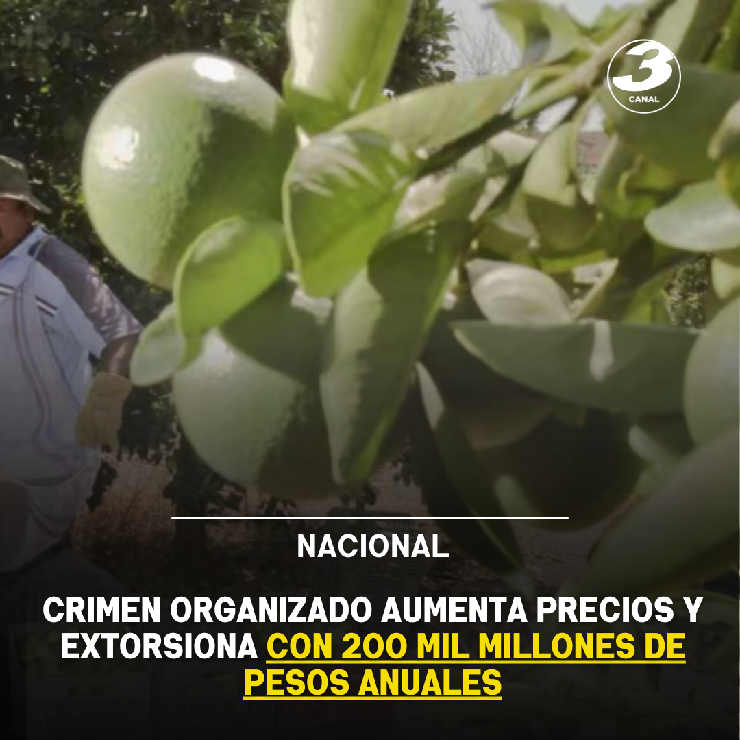 Narcoinflación en México: El Crimen Organizado Aumenta Precios y ...