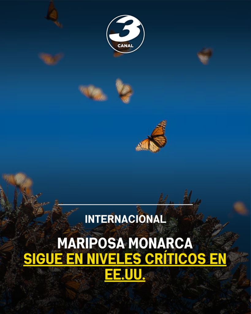 Mariposa monarca sigue en niveles críticos en EE.UU.