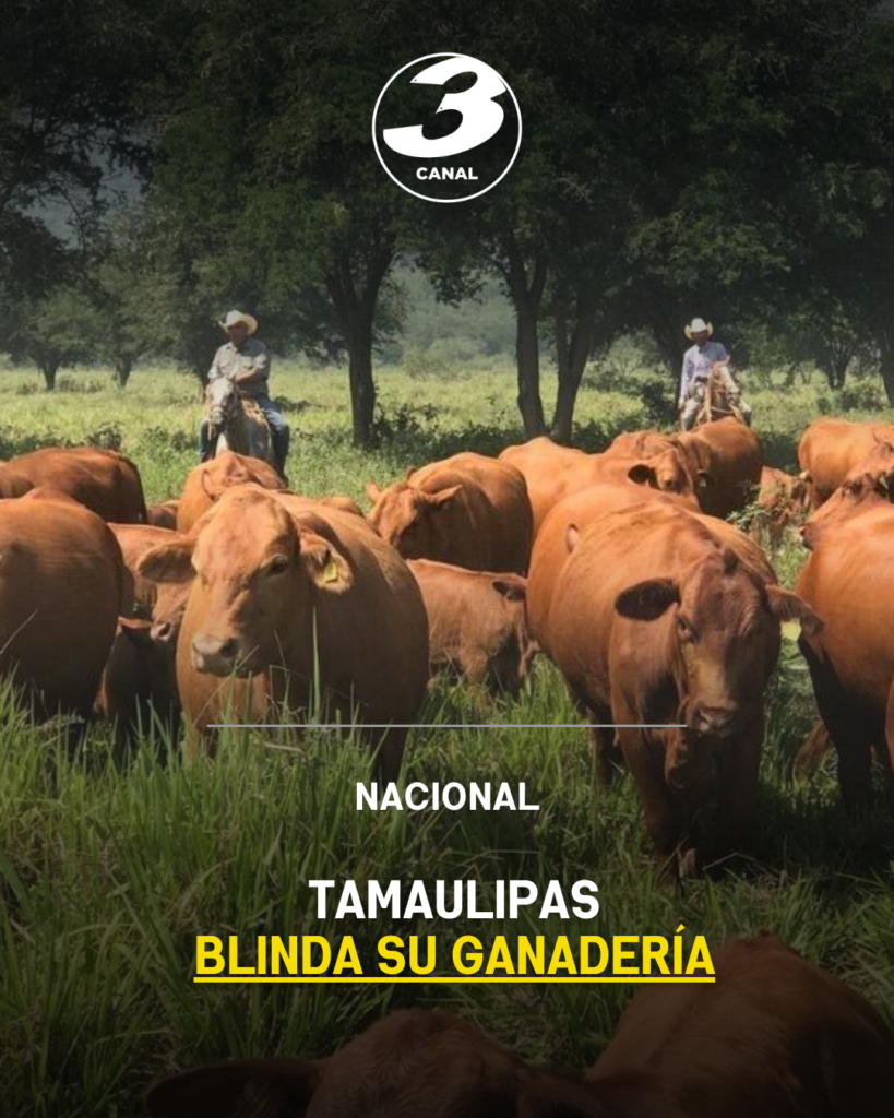 Tamaulipas blinda su ganadería