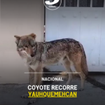 Coyote recorre Yauhquemehcan