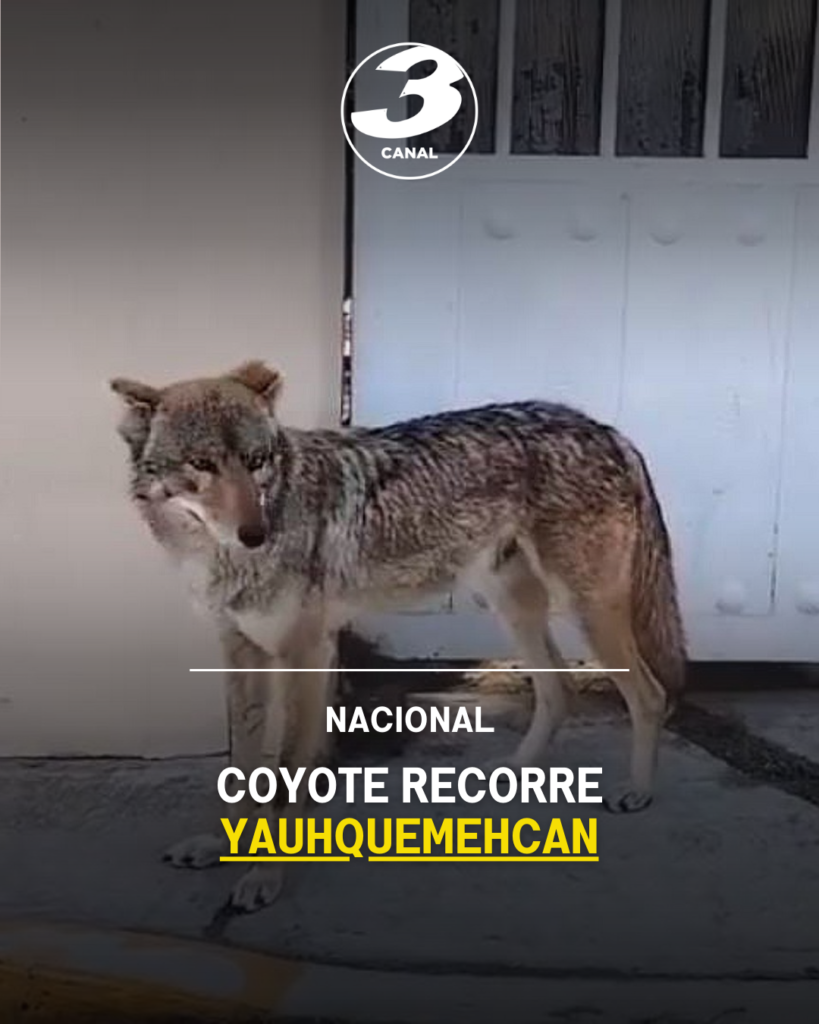 Coyote recorre Yauhquemehcan