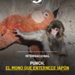Punch, el mono que enternece Japón