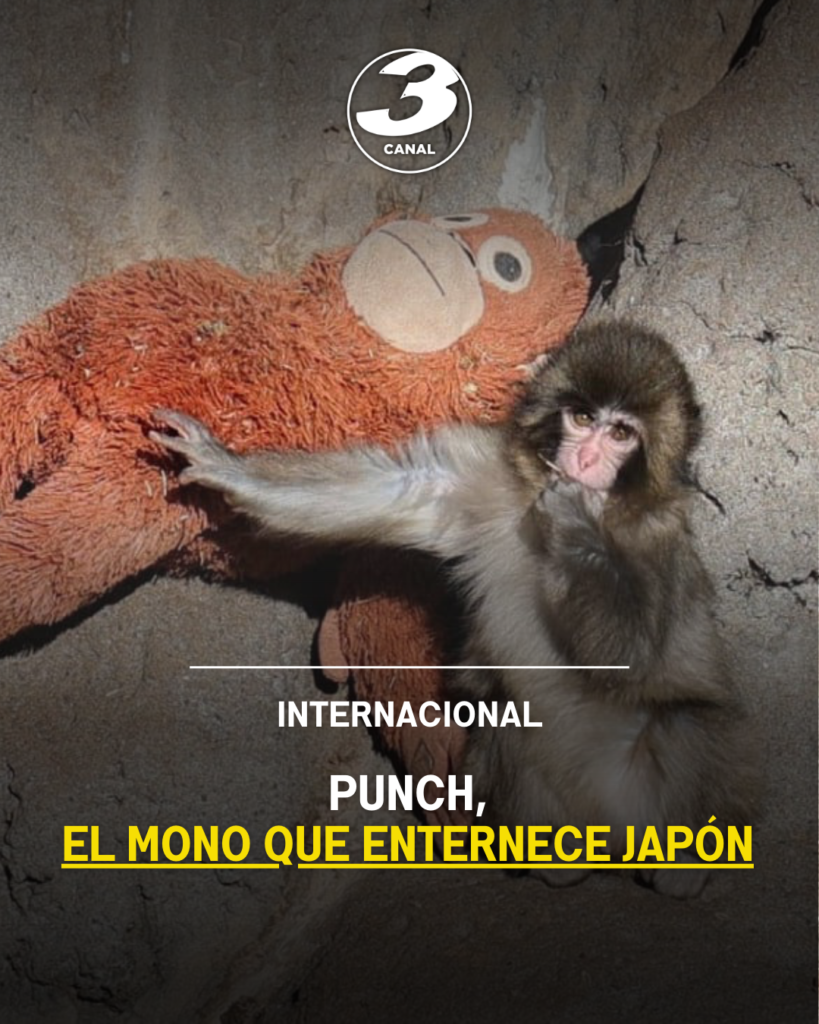 Punch, el mono que enternece Japón