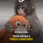 Piden enviar a Punch a santuario