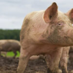 Cataluña confirma caso aislado de gripe porcina en humano en Lleida