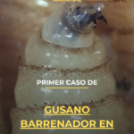 Primer caso de gusano barrenador en Jalisco