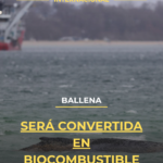 Ballena será convertida en biocombustible