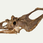 El dinosaurio “oculto” de los cuernos: la verdadera identidad de Cryptarcus russelli
