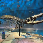 El rey de los mosasaurios: el descubrimiento de Tylosaurus rex