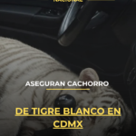 Aseguran cachorro de tigre blanco en CDMX