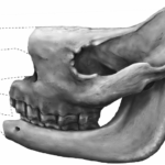El rinoceronte perdido de Eurasia: una especie olvidada recupera su lugar en la evolución