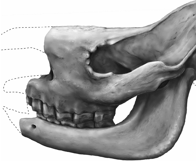 El rinoceronte perdido de Eurasia: una especie olvidada recupera su lugar en la evolución