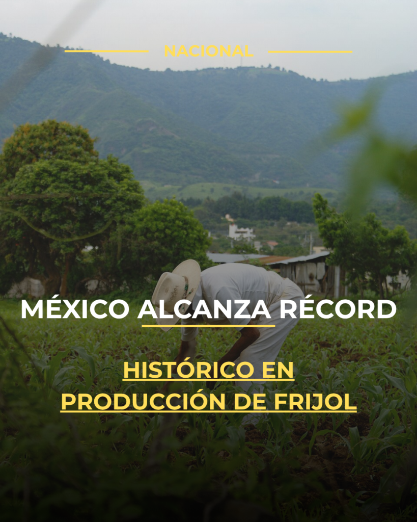México alcanza récord histórico en producción de frijol