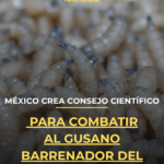 México crea consejo científico para combatir al Gusano Barrenador del Ganado