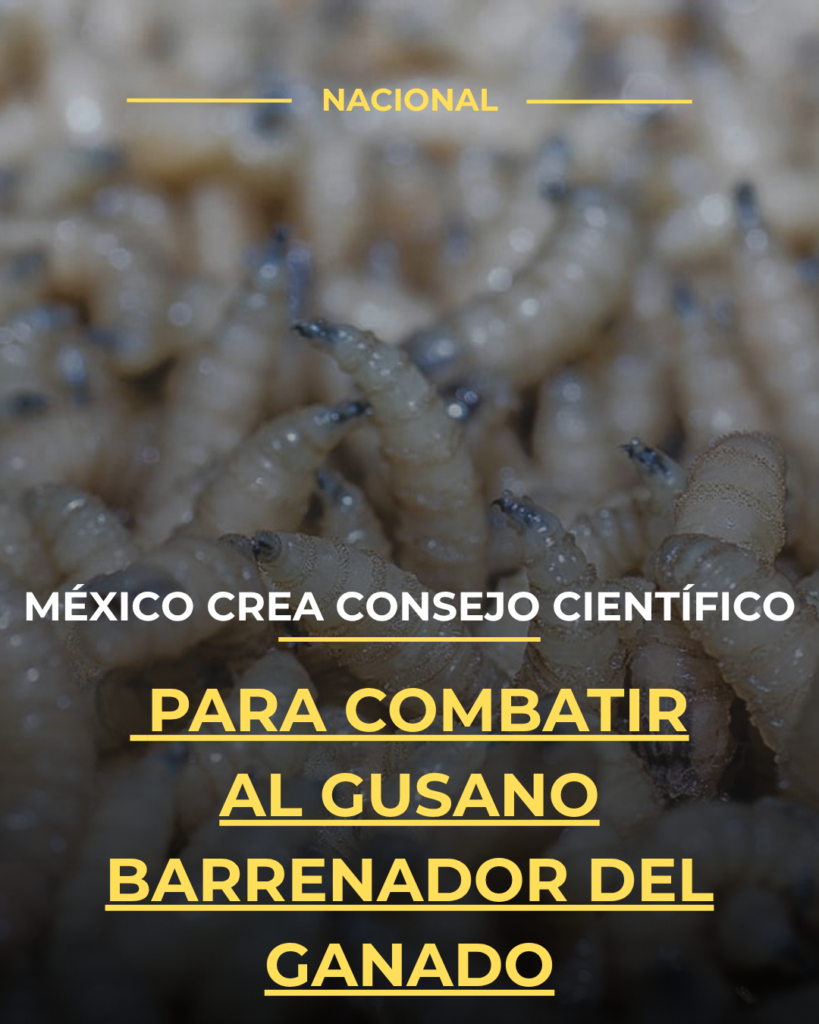 México crea consejo científico para combatir al Gusano Barrenador del Ganado